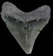 Juvenile Megalodon Tooth - South Carolina #50003-1